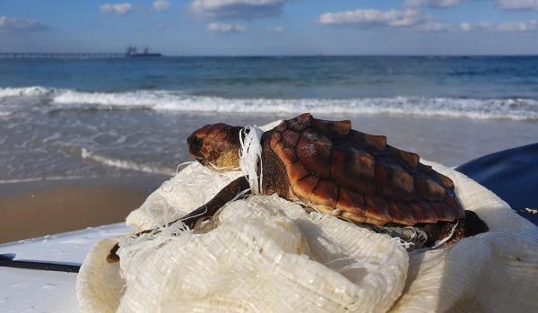在过去的20年里，数百只海龟遭受了废物的污染